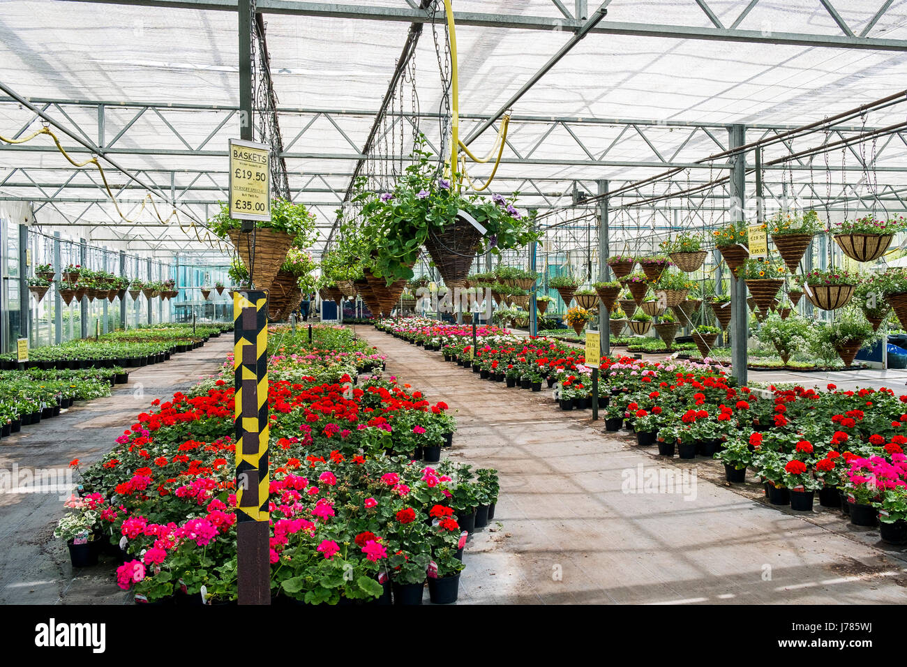 Una varietà di piante in vendita a Bodmin centro giardino. Vivaio. Foto Stock