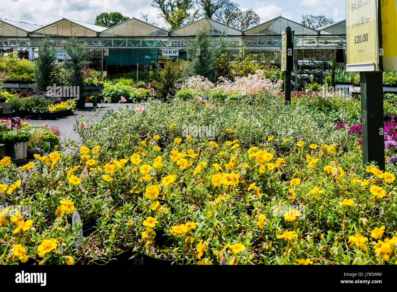 Le piante in vendita a Bodmin centro giardino. Vivaio. Foto Stock