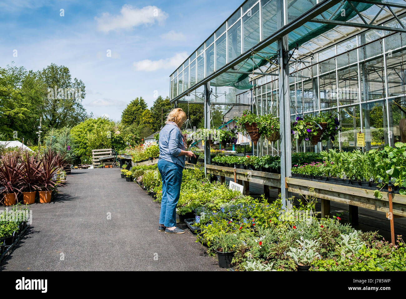 Un cliente che sceglie le piante a Bodmin centro giardino. Vivaio; Foto Stock