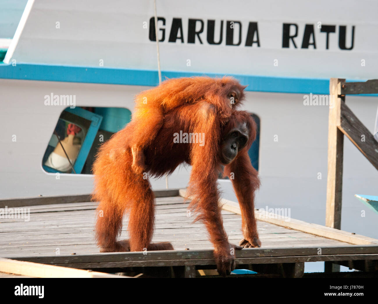 La femmina di orangutan con un bambino in piedi su una piattaforma di legno nella giungla. Indonesia. L'isola del Borneo (Kalimantan). Foto Stock