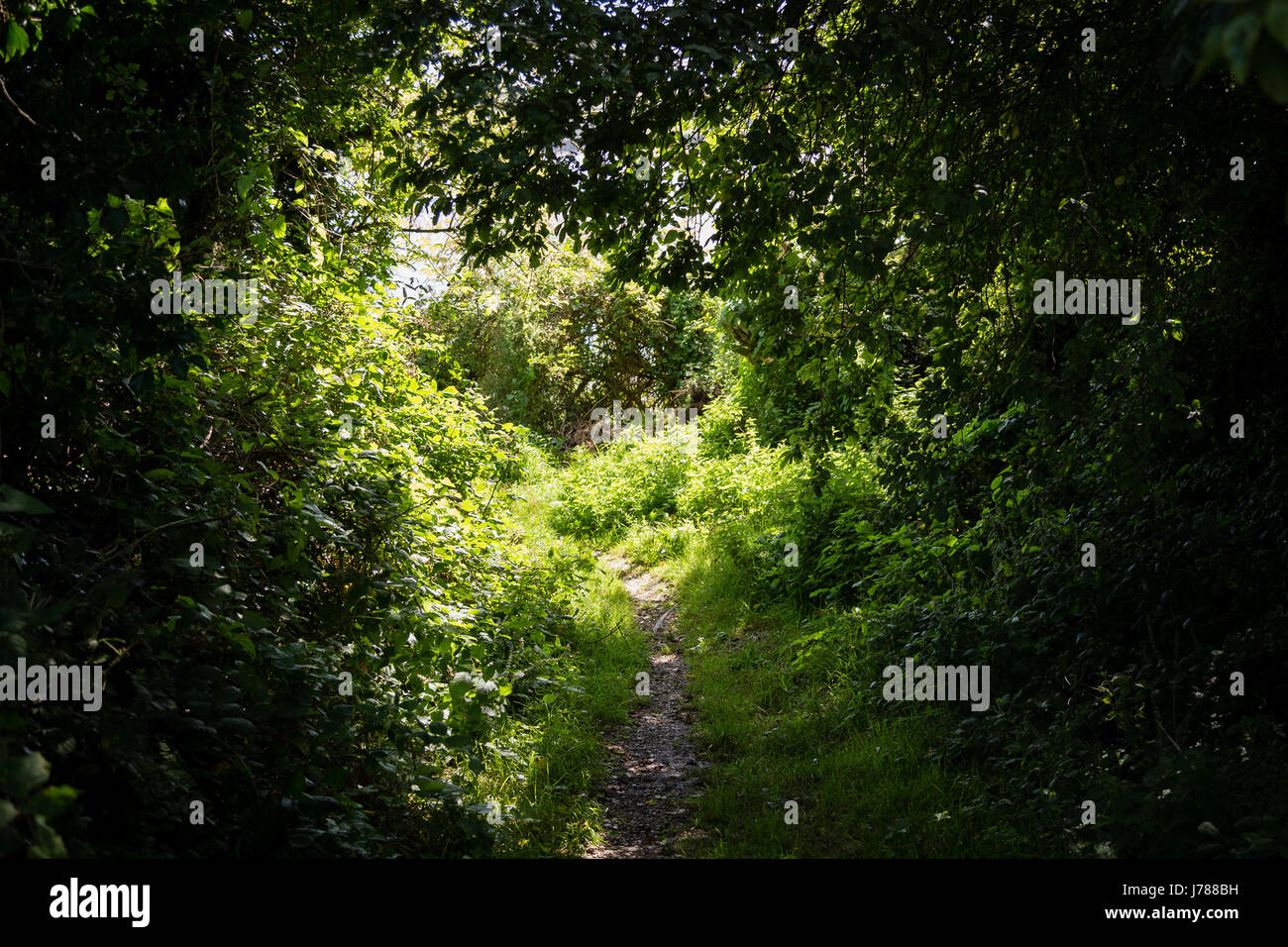 Piccolo sentiero che conduce attraverso spessi alberi ombreggiati verso la luce del sole in Irlanda durante la stagione estiva Foto Stock