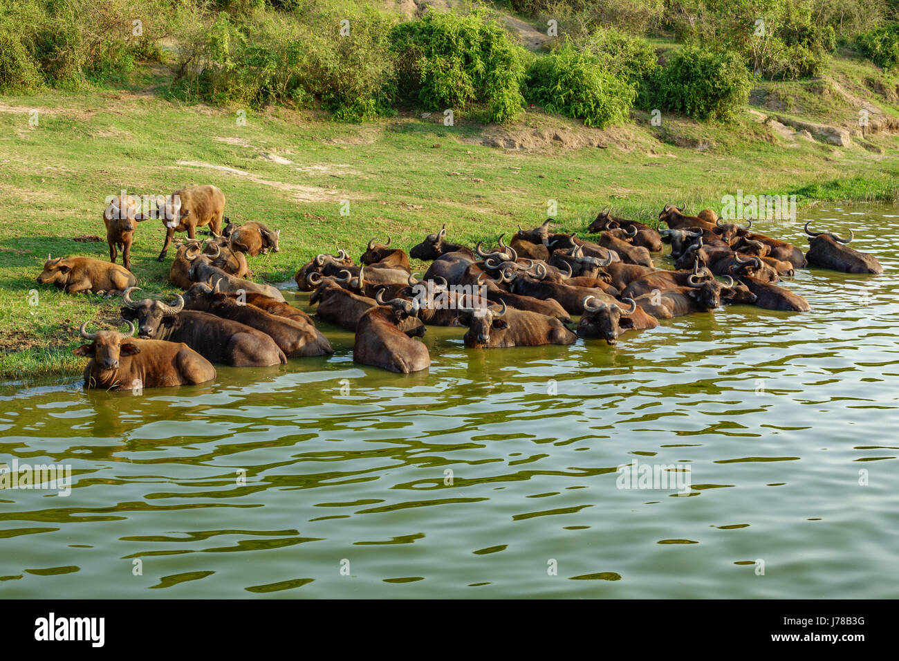 Buffalo bovini nella riva del fiume Foto Stock