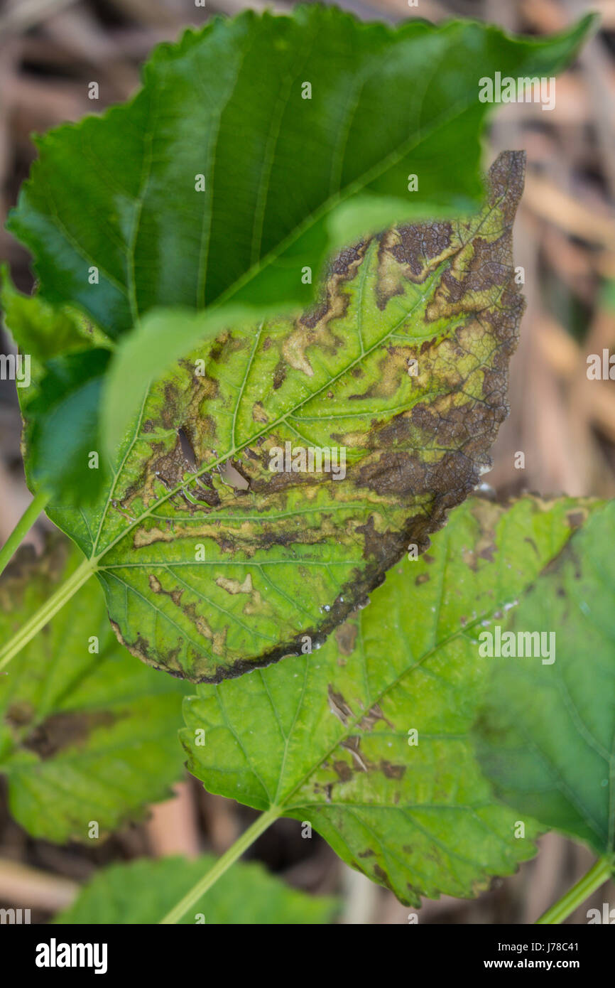 Avvizzimento di foglia ploblem nel settore agricolo Foto Stock