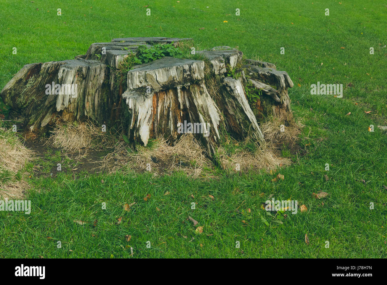 Un primo piano di un vecchio ceppo usato come sedile. Foto Stock