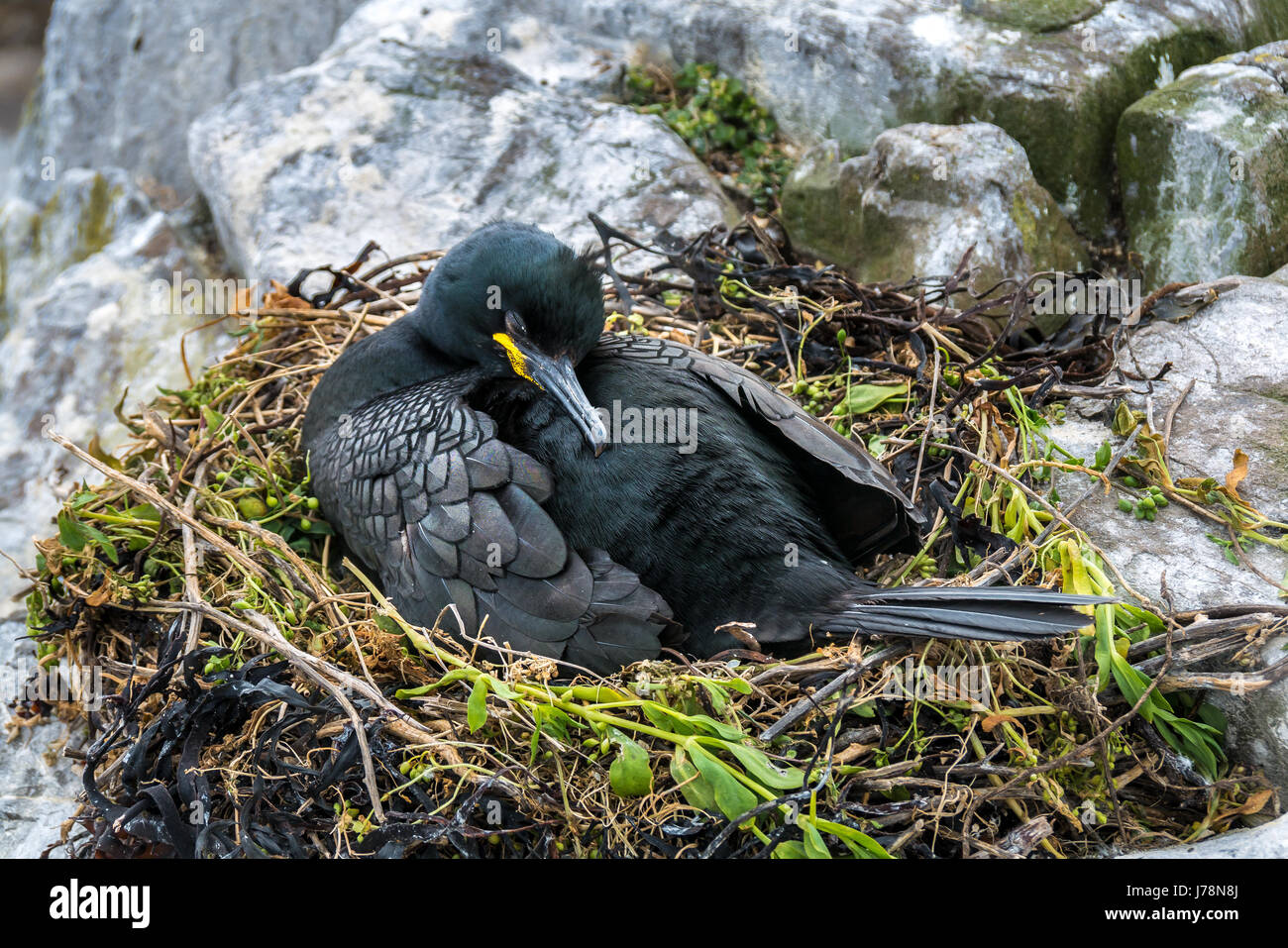 Marangone dal ciuffo genitore, Phalacrocorax aristotelis, dormire sul nido di grandi dimensioni con testa piegata,interno Isola di farne, Northumberland, England, Regno Unito Foto Stock