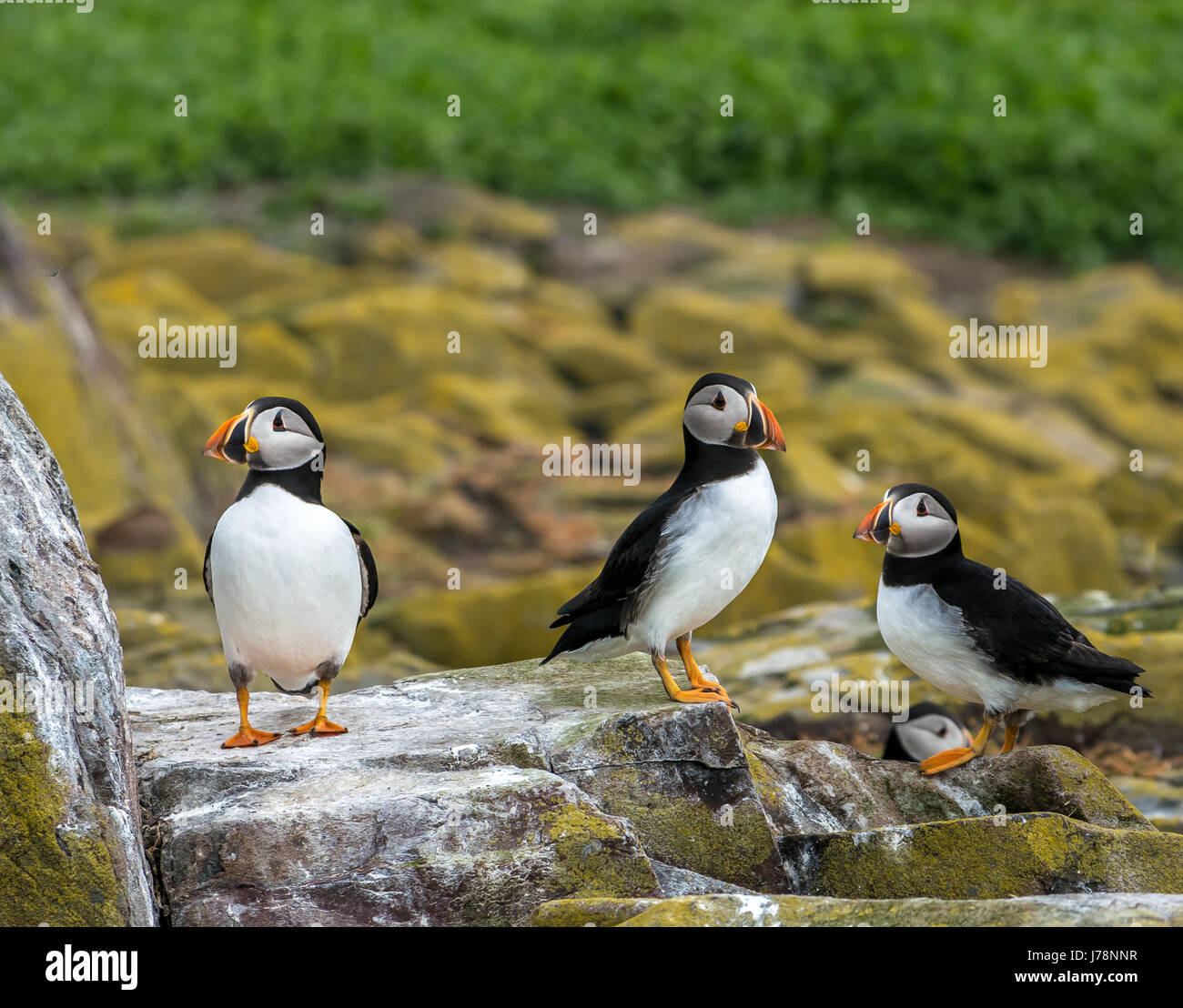 Chiudere fino a tre Aylantic i puffini, Fratercula arctica, vigile su una cengia rocciosa sul farne interna Isola, Northumberland, England, Regno Unito Foto Stock