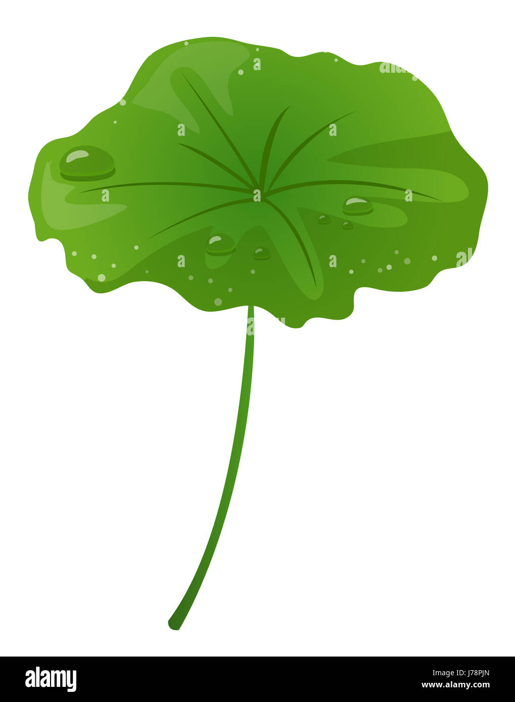 Foglia caduta foglie lotus goccia d'acqua acqua waterdrop fogliame gocce di gocciolamento infiltrazioni Foto Stock