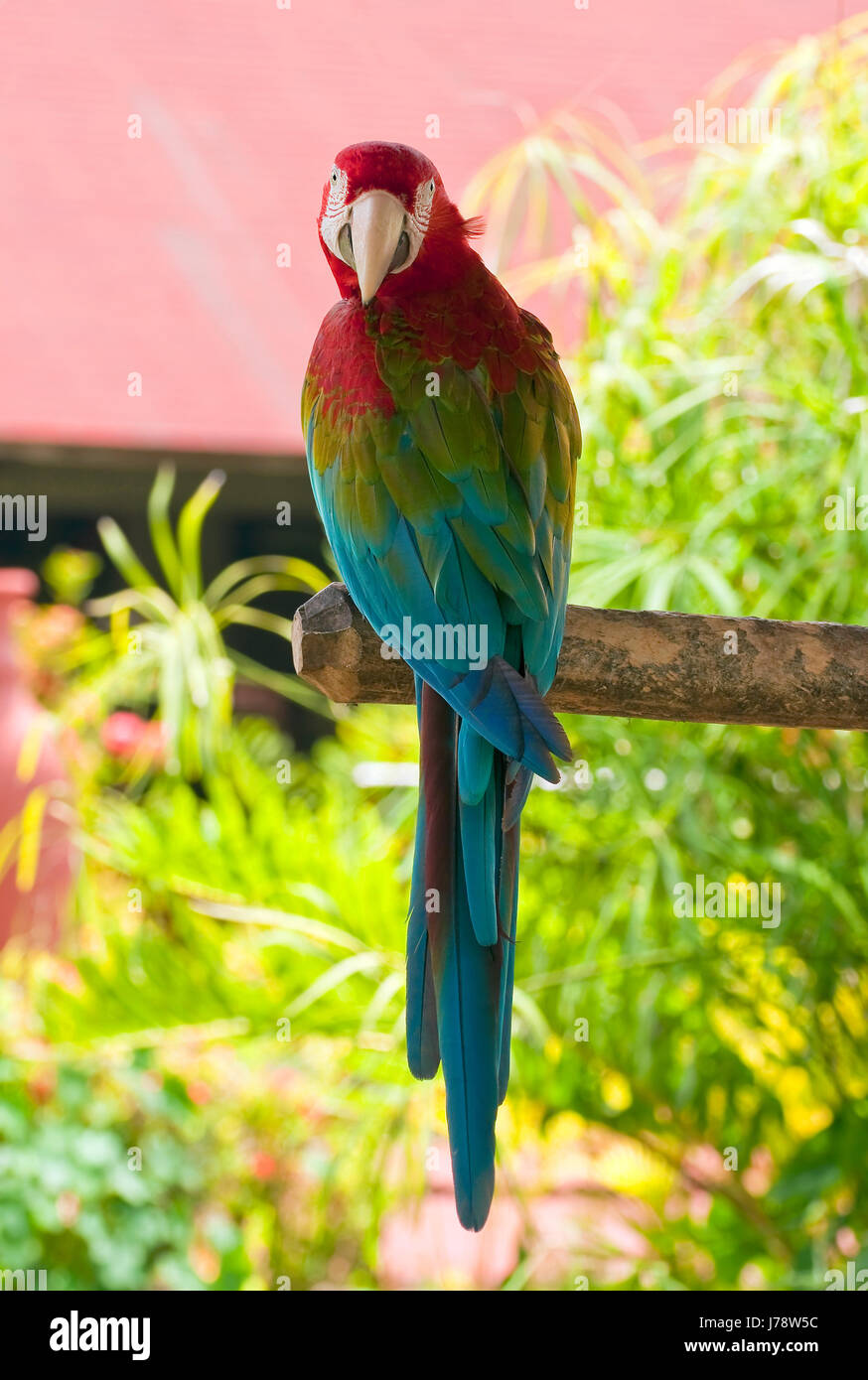 Il colore degli animali esotici uccelli selvatici colori tropicali parrot natura animale di colore Foto Stock