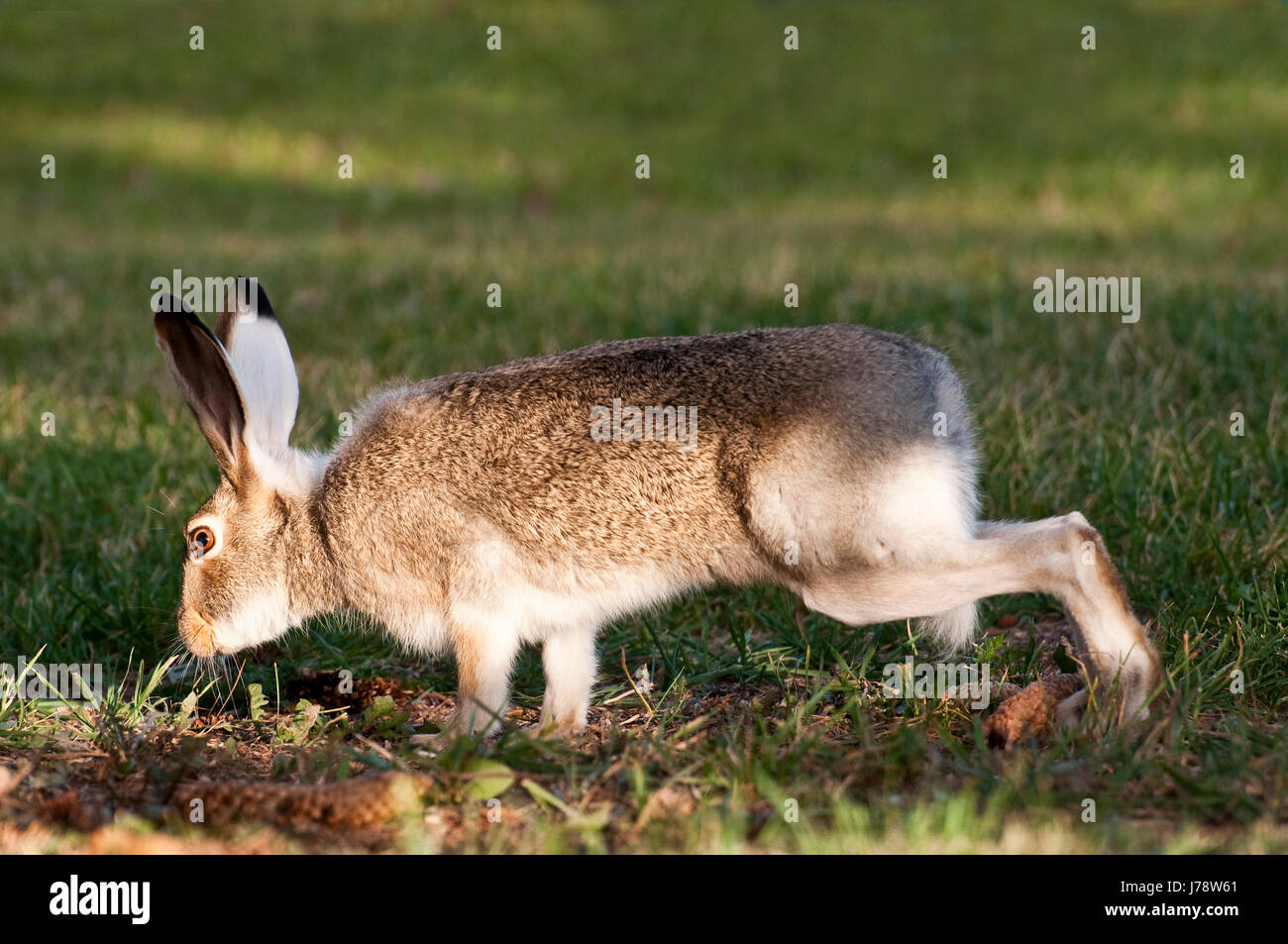 Wild Il Coniglio di Pasqua lepre outdoor wildlife bunny coniglietti fastidioso pert Foto Stock