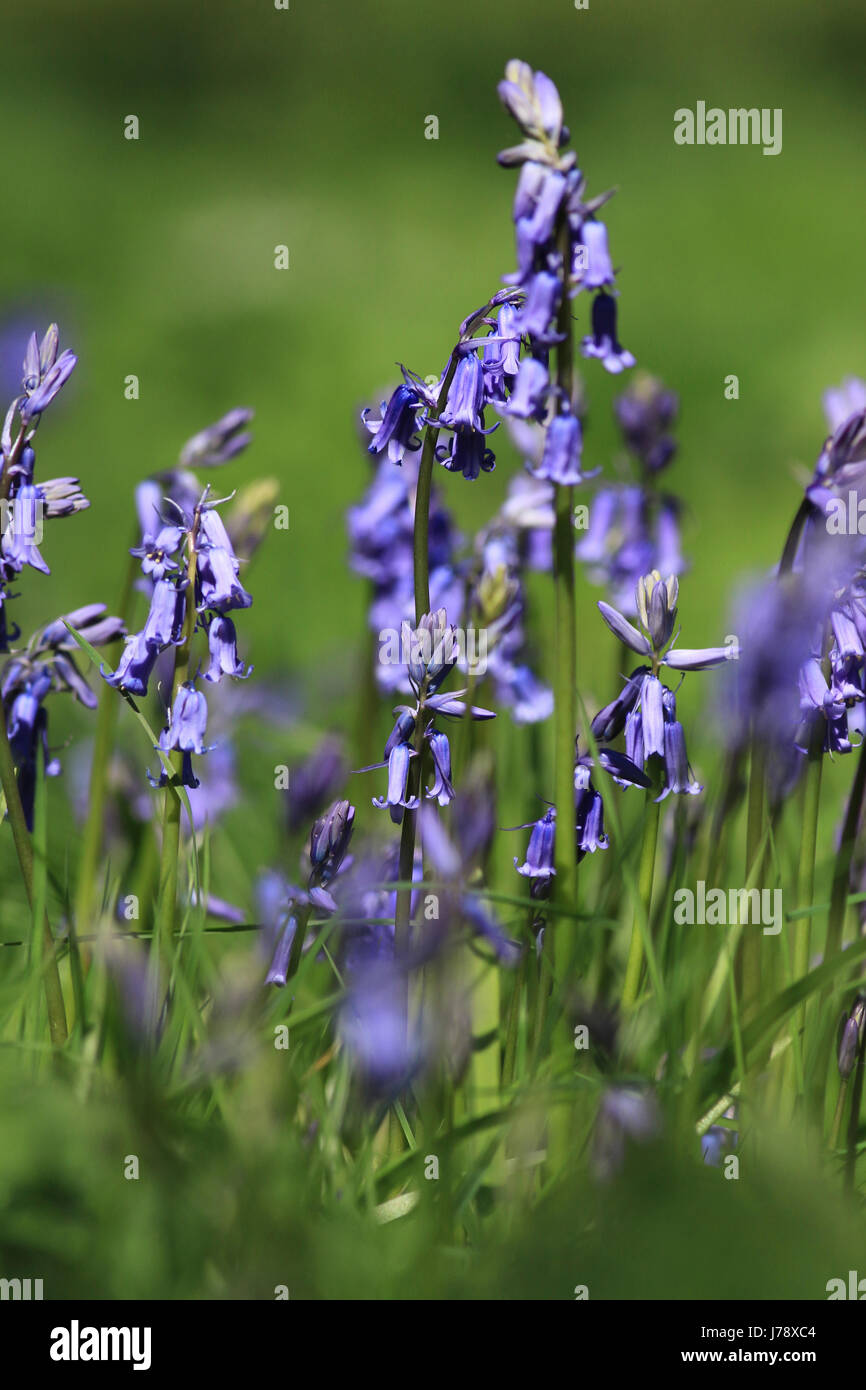 Hyacinthoides non scripta, bluebells inglese Foto Stock
