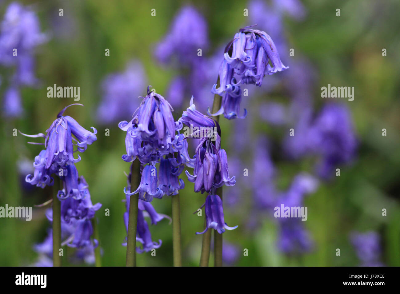 Hyacinthoides non scripta, bluebells inglese Foto Stock