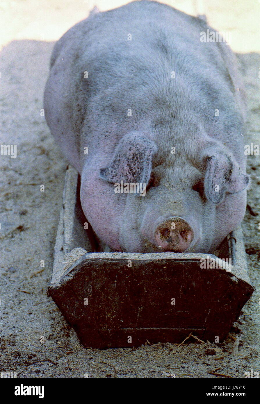 Big Pig sporco è salito nell'alimentatore e riposato. Foto Stock