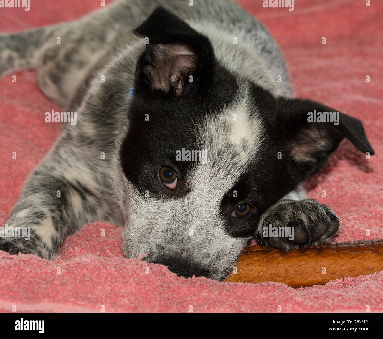 Texas Heeler cucciolo masticare su un bastone in cuoio pergamentato Foto Stock