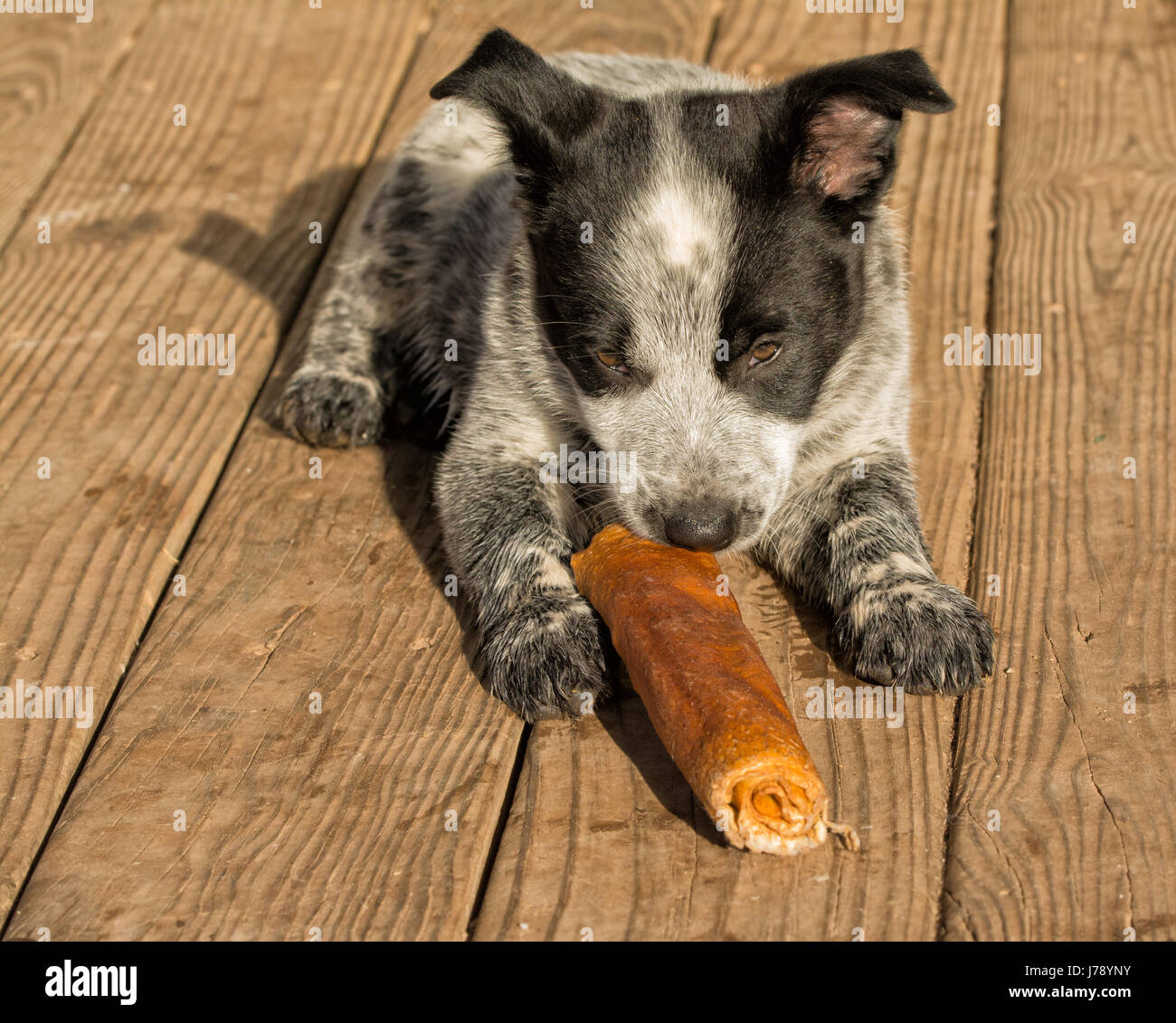Texas Heeler cucciolo chwing su rawhide stick nel sole al mattino Foto Stock