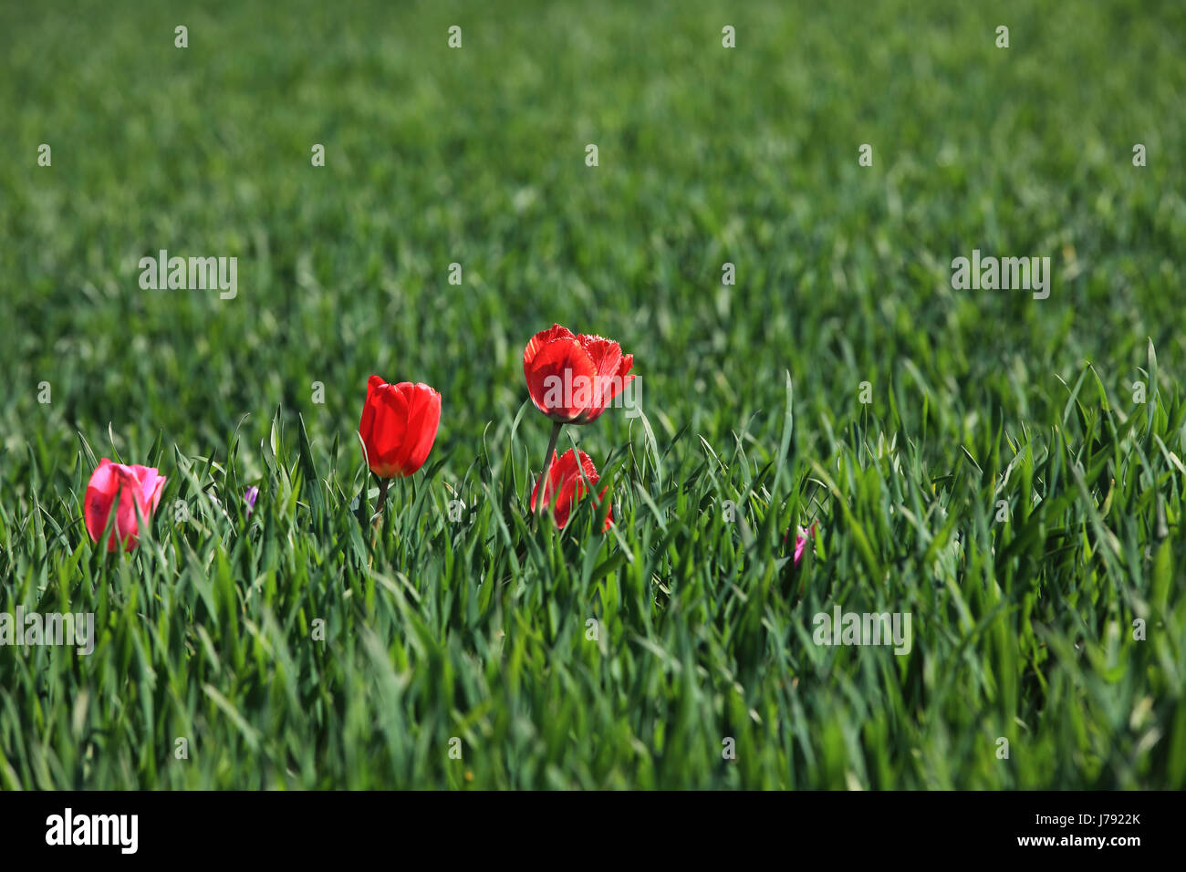 Wild tulipani rossi - wild tulipani rossi Foto Stock