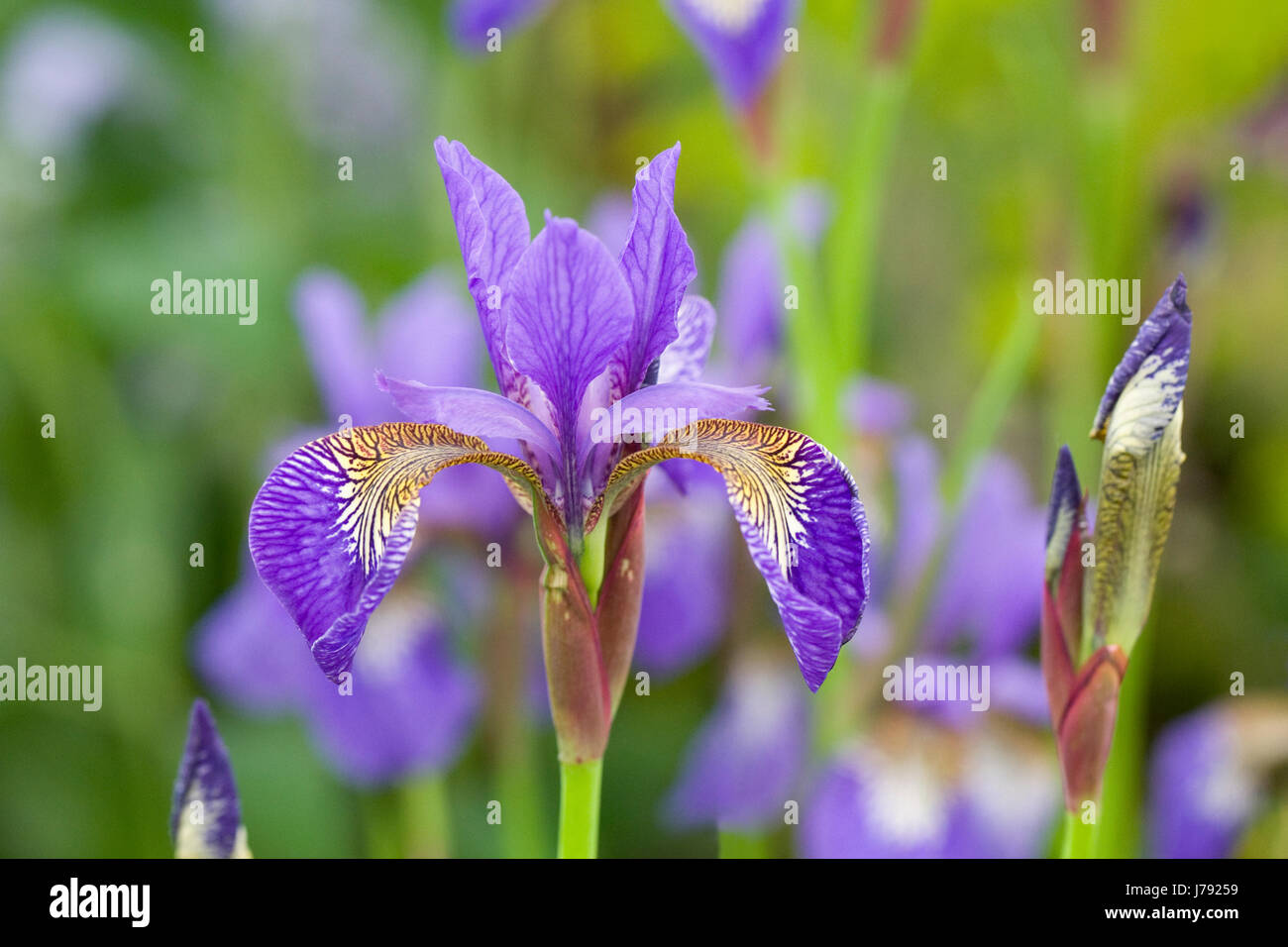 Iris sibirica 'Tropic notte' fiori in primavera. Foto Stock
