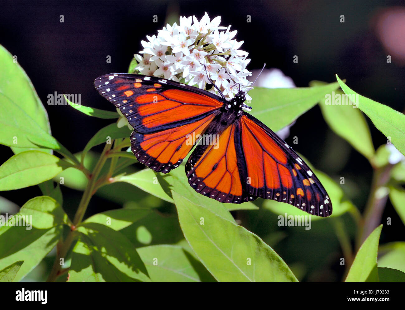 Farfalla Monarch (Danaus plexippus) con ali arancioni e nere vibranti arroccate su fiori bianchi di erba del latte, circondate da foglie verdi fresche al sole Foto Stock