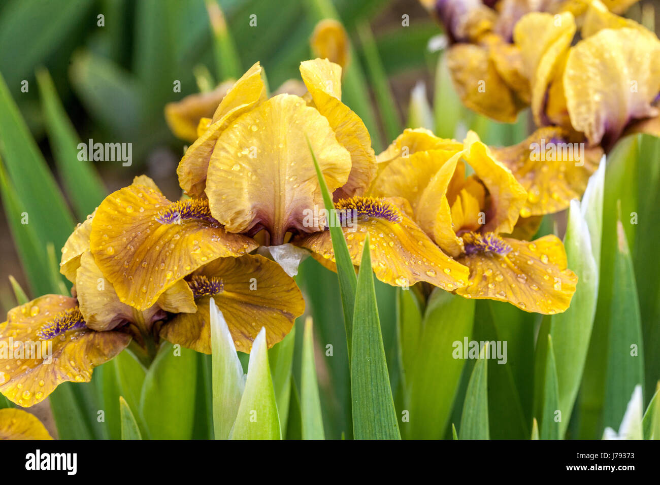 Iris barbata nana standard barbata nana Iris "Wizard of ID" Iris Foto Stock