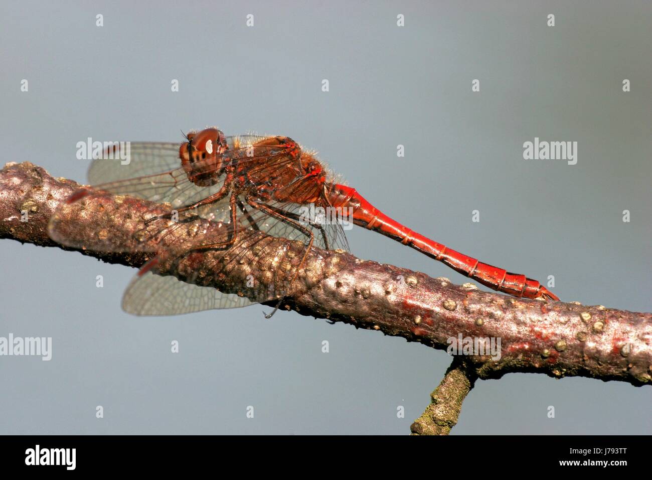 Darter Foto Stock