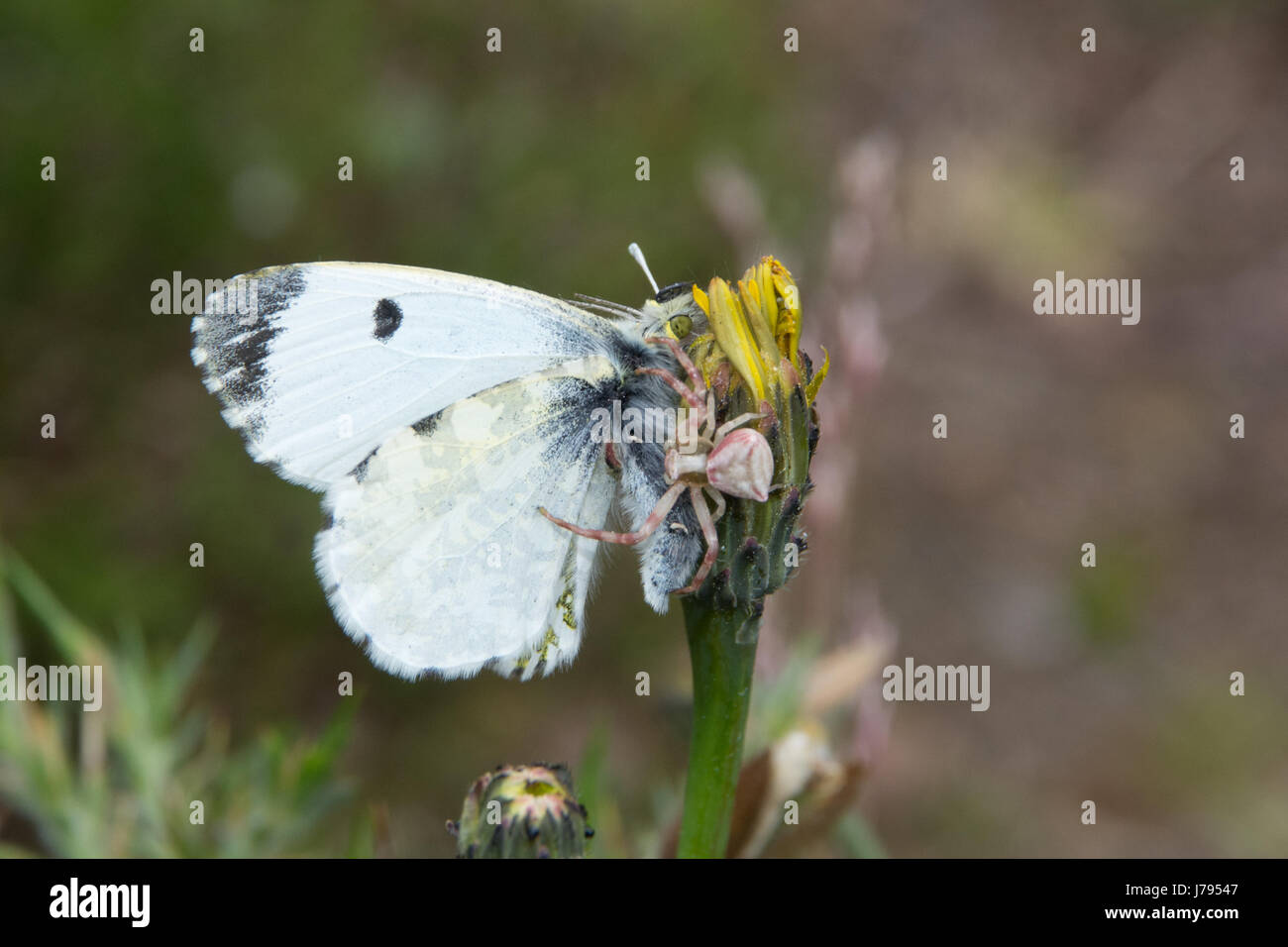 Il ragno granchio con orange-punta butterfly (Anthocharis cardamines) preda Foto Stock