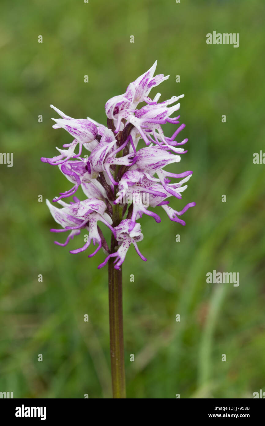 Close-up di Orchide omiciattolo (Orchis simian) in Oxfordshire, Regno Unito Foto Stock