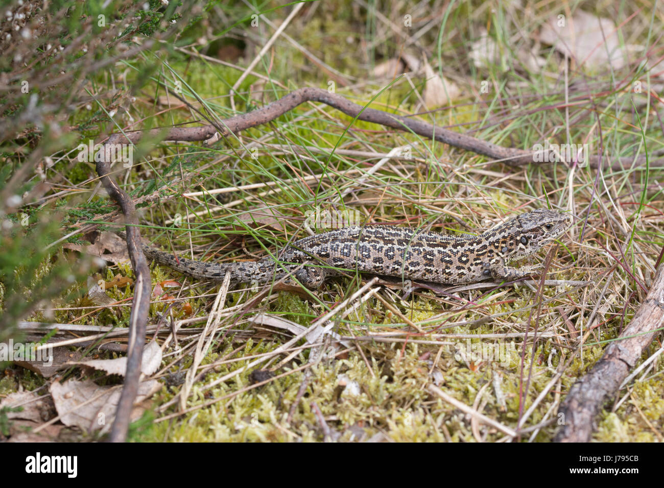 Close-up di sabbia femmina lizard (Lacerta agilis) con le zecche - questi sono comunemente visto intorno alla base della zampa anteriore, dove la lucertola non riesce a raggiungere il Foto Stock