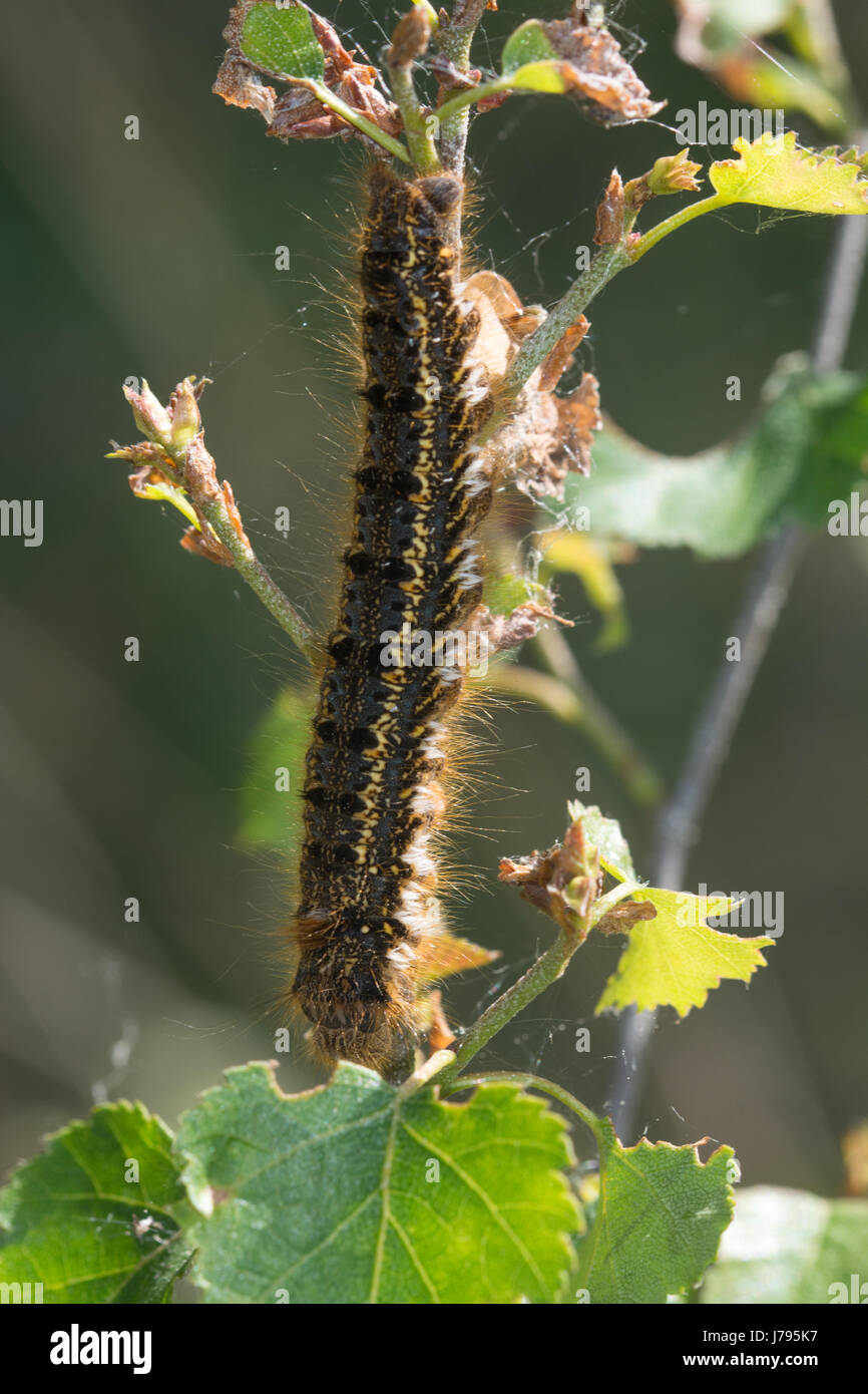 Close-up di bevitore moth caterpillar (Euthrix potatoria) nel Surrey, Regno Unito Foto Stock