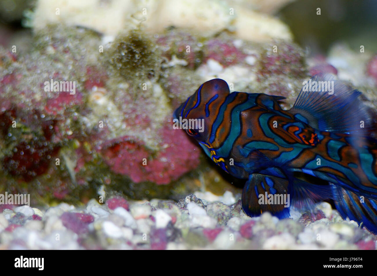 Dettaglio closeup pesci selvatici marina tropicale sale marino acqua di mare acqua di mare Foto Stock