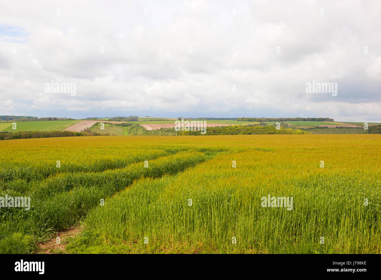 Yorkshire wolds lussureggiante verde raccolto di orzo con paesaggio di colline e lungo le siepi sotto un azzurro cielo molto nuvoloso in primavera Foto Stock