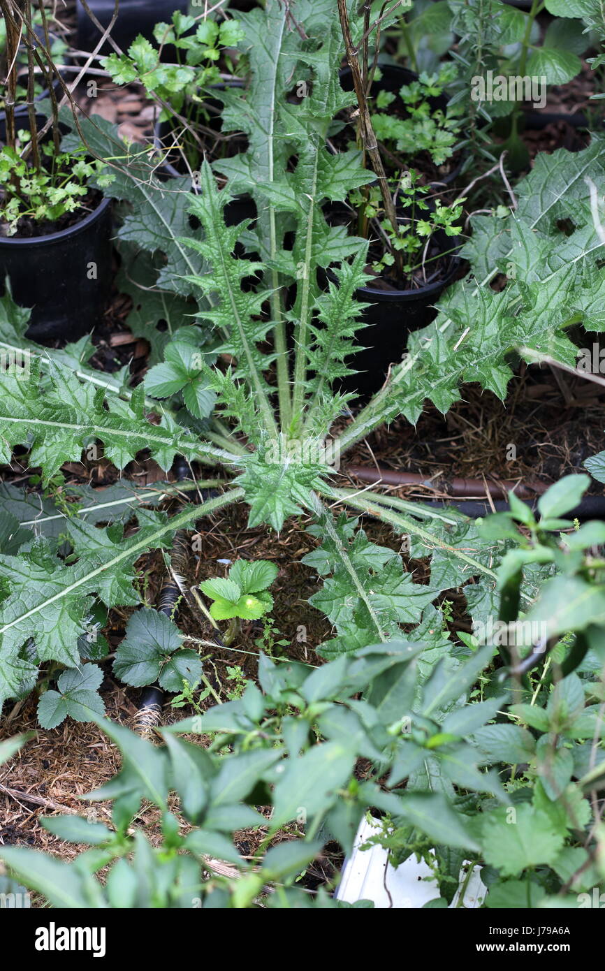 Cirsium vulgare - Spear Thistle crescente selvatici sul terreno Foto Stock