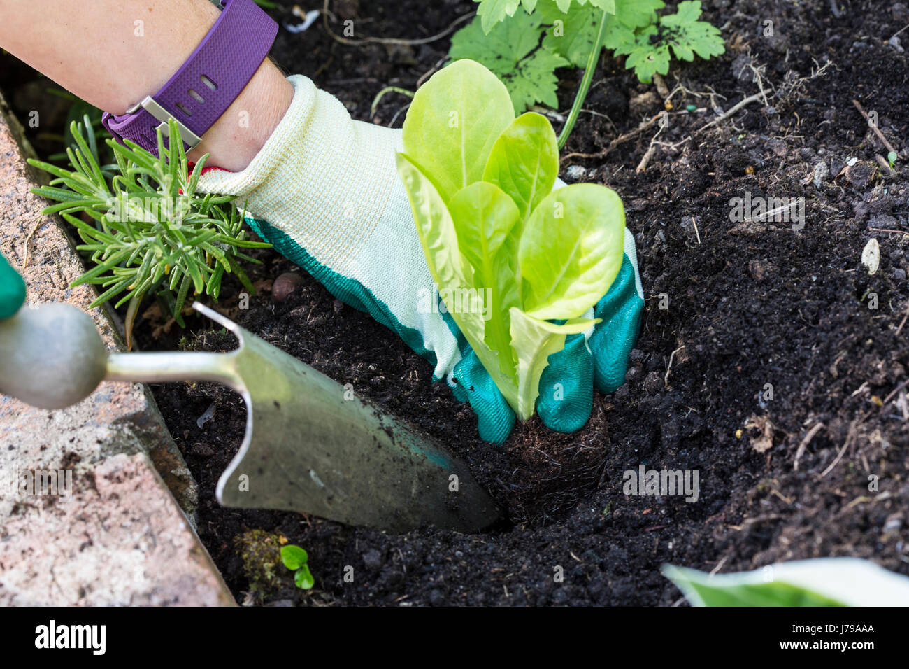Giardiniere indossando i guanti, piantare piante di lattuga in un orto. Foto Stock