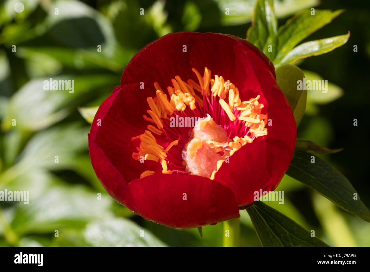 Rosso, a forma di ciotola fiore della fioritura estiva specie peonia, Paeonia peregrina var. romanica Foto Stock