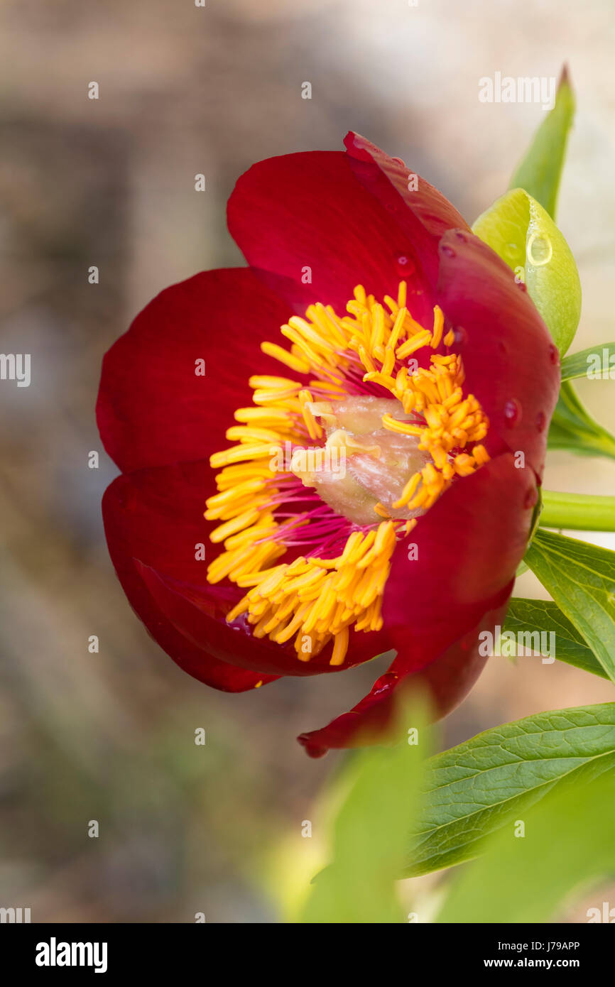 Rosso, a forma di ciotola fiore della fioritura estiva specie peonia, Paeonia peregrina var. romanica Foto Stock