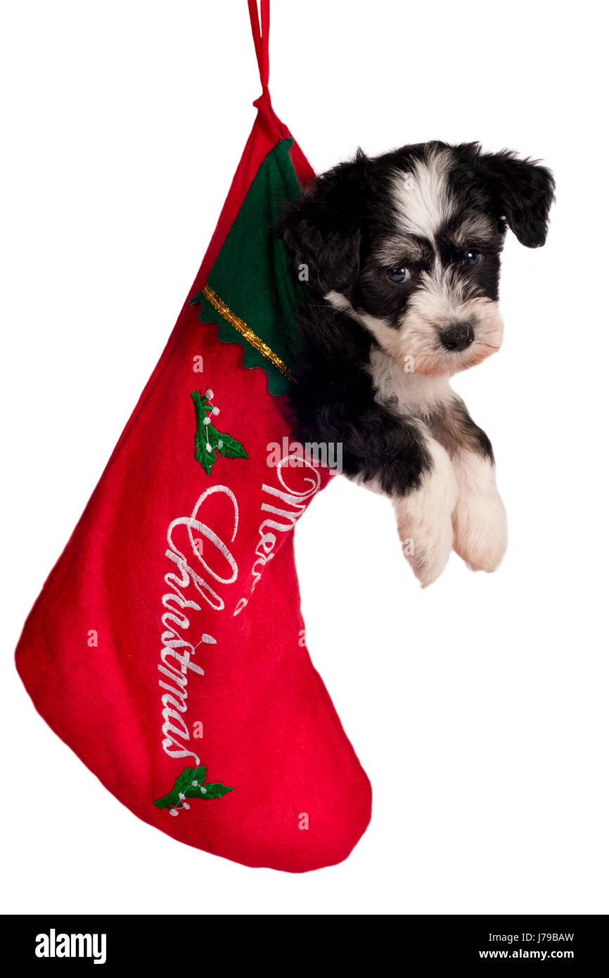 Cucciolo di cane cinese calza di Natale xmas X-mas presente comico pet animale mammifero Foto Stock