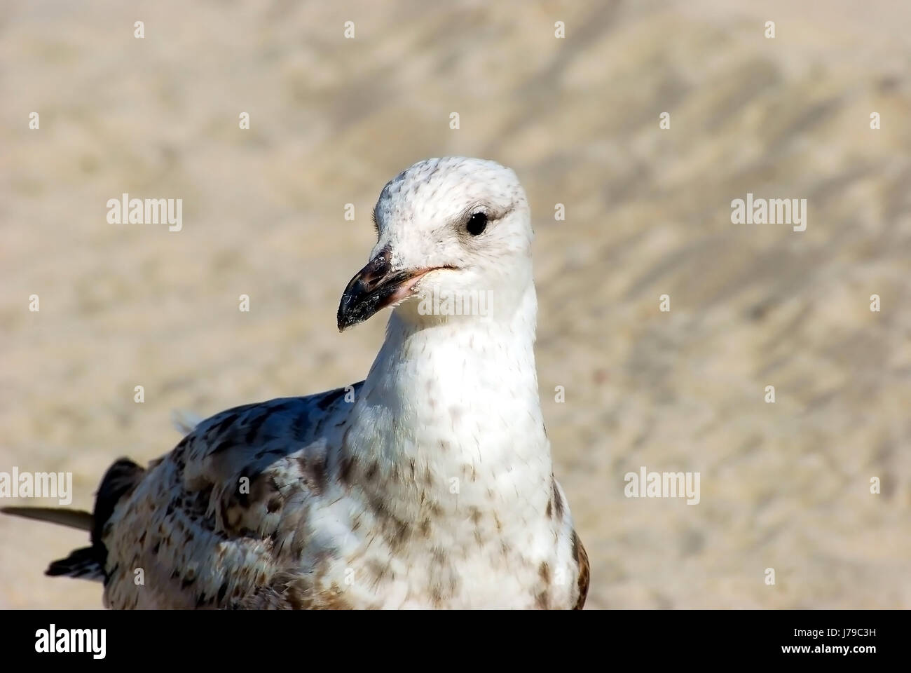 Seagull - seagull 8 Foto Stock