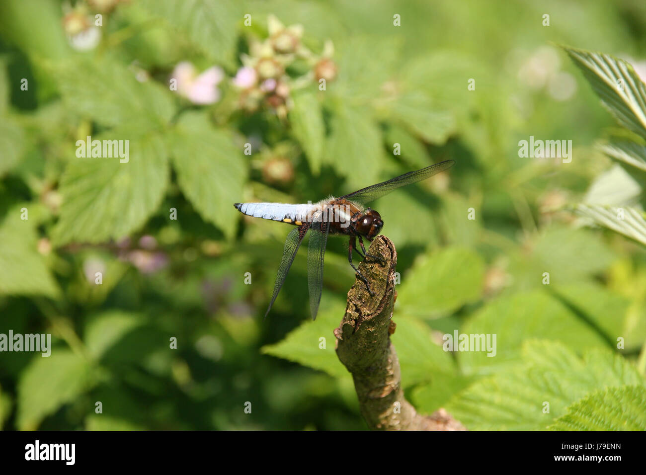 Plattbauchlibelle (libellula depressa) Foto Stock