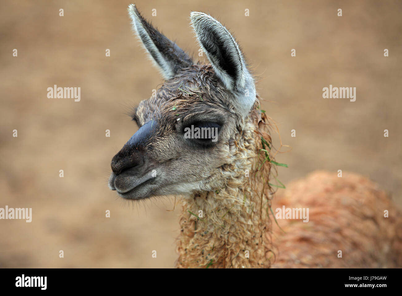 Animale di peli di cammello Pelle alpaca lana animale bruno marrone brunette selvatica Foto Stock
