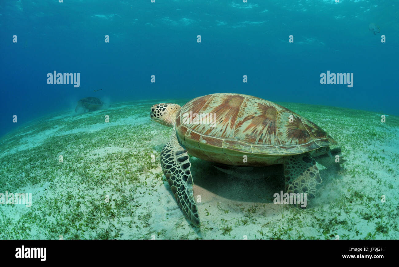 La tartaruga di mare tartaruga di fondo del rettile asia immersioni subacquee alghe tartaruga Foto Stock