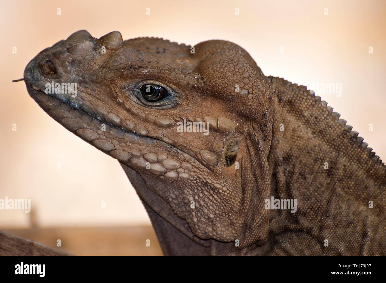 Animale creatura del rettile iguana esotici tropicali dei Caraibi dominicana dettaglio Foto Stock