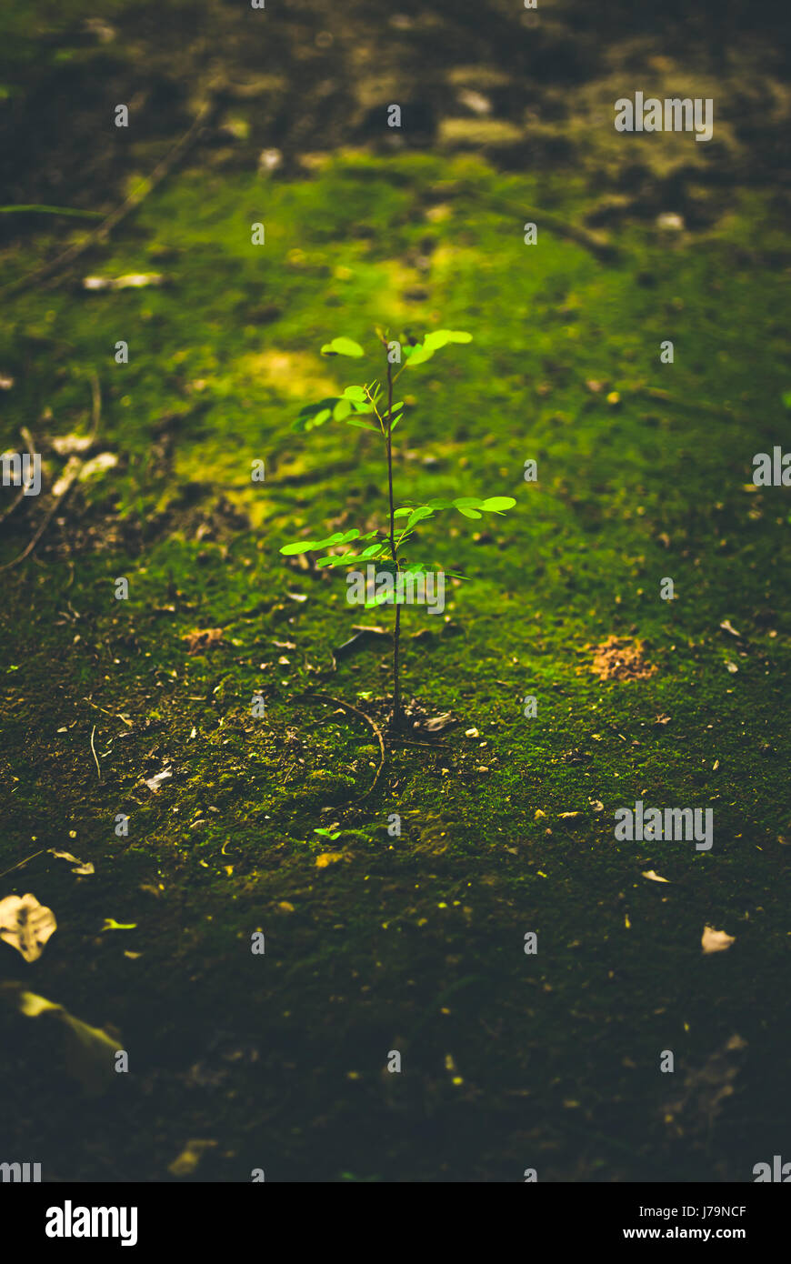 Giovane pianta crescente Foto Stock