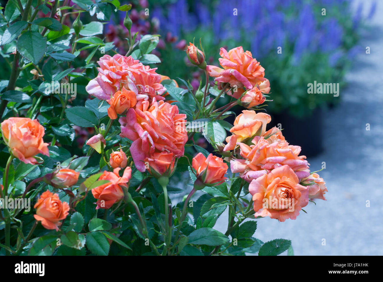 Primo piano di una rosa bush in un mercato. Foto Stock