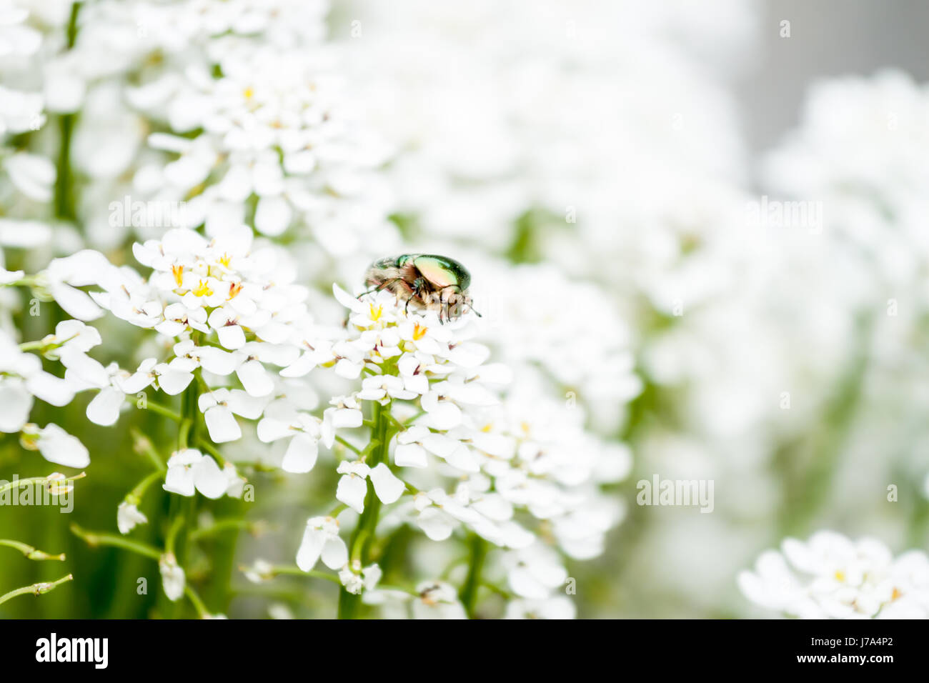 Maybug verde su bianco fiori Foto Stock