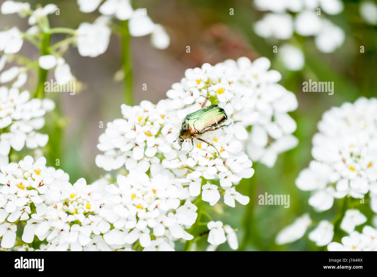Maybug verde su bianco fiori Foto Stock
