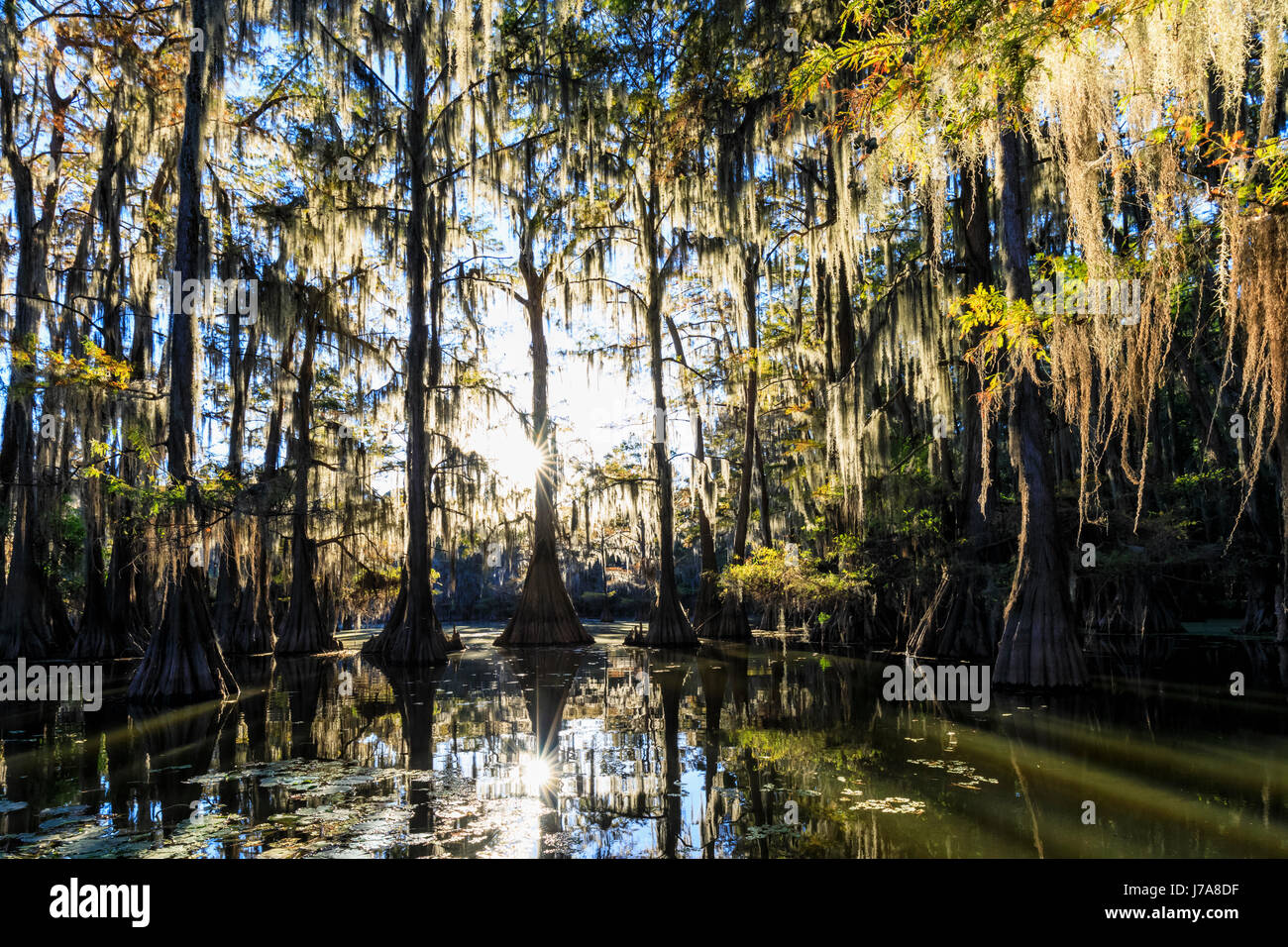 Stati Uniti d'America, Texas, Louisiana, Caddo Lake State Park, vide Mill Pond, cipresso calvo forest Foto Stock