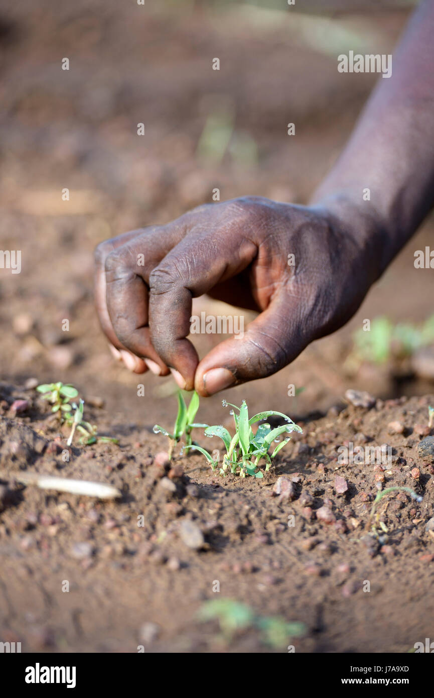 Il Burkina Faso, Zambele, mano con impianto di sorgo Foto Stock