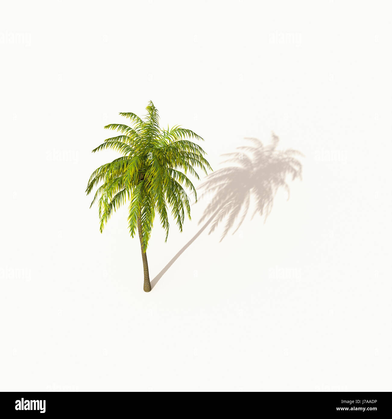 Palm tree con ombra su sfondo bianco, rendering 3D Foto Stock