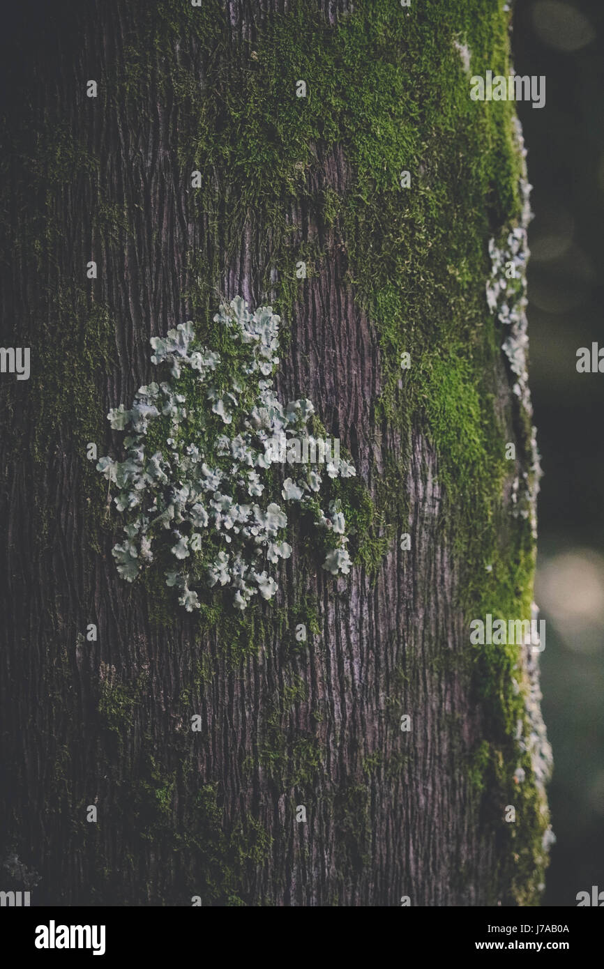 La vita urbana della natura all'aperto Foto Stock