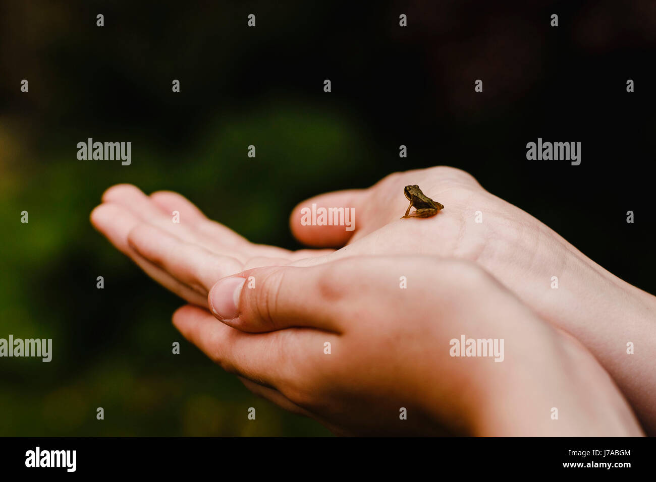 Ragazzo tenendo una piccola rana Foto Stock