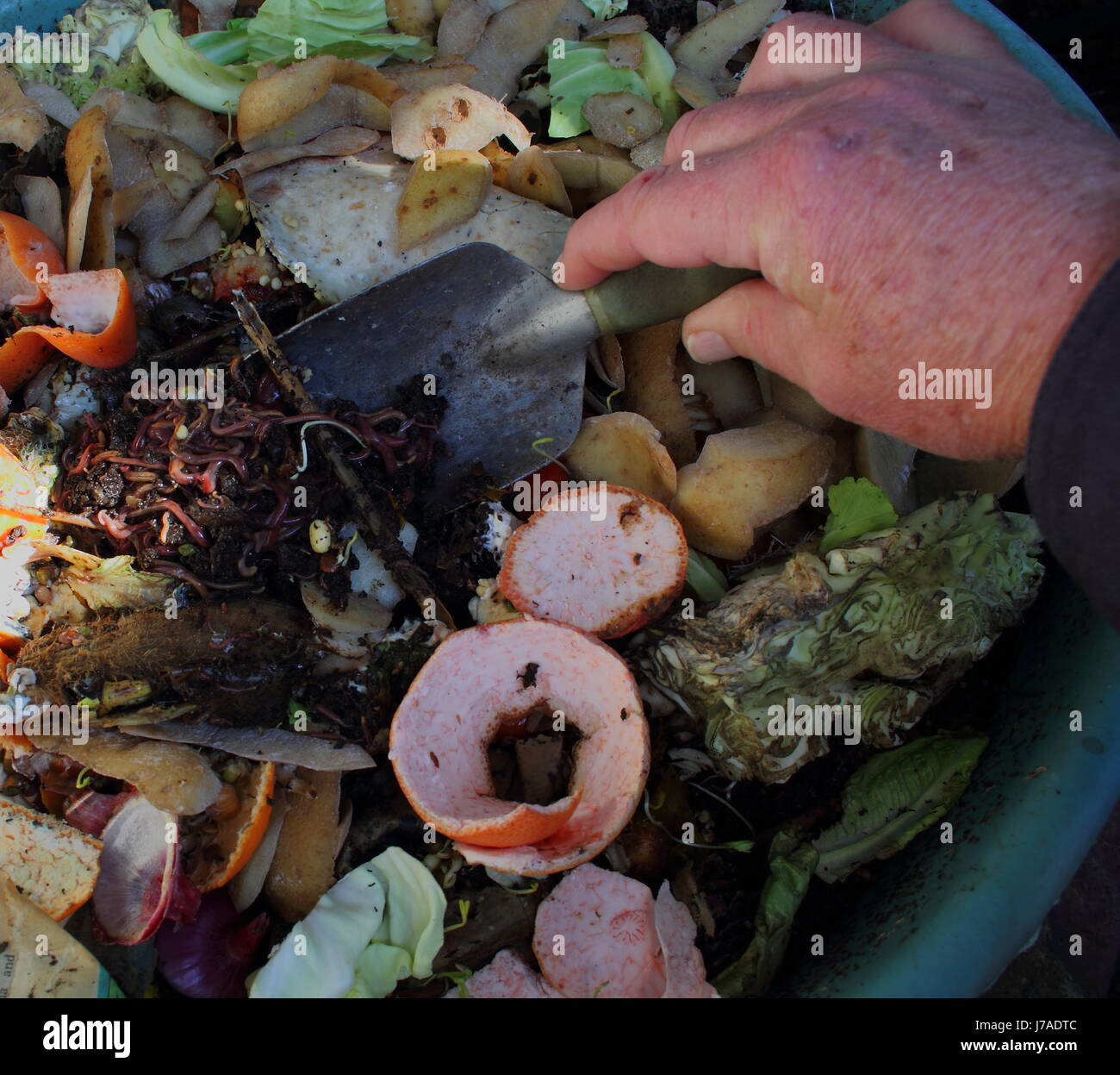 Riciclaggio rifiuti di cucina in un lombrico farm per rendere il compost per il giardinaggio e le piante in vaso Foto Stock