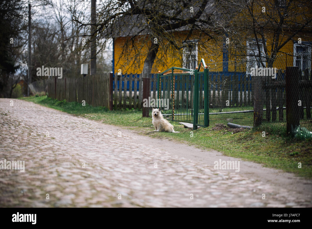 Lonely dog sitter all'aperto vicino alla casa Foto Stock